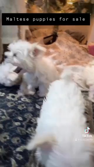 Maltese Dogs For Sale in Westbrook, Maine