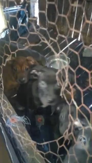 Eli pitbulls puppies in Mobile, Alabama