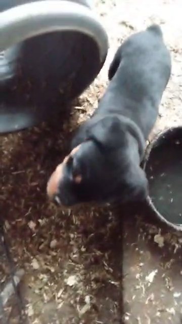 AKC Rottweiler Red Boy in Spokane, Washington