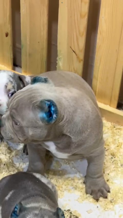 American bully in New York City, New York