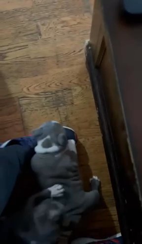 American Bully Puppies in Olympia, Washington