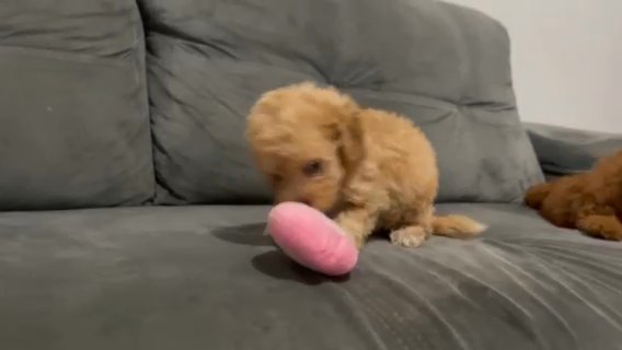 Maltipoo Puppies in Houston, Texas