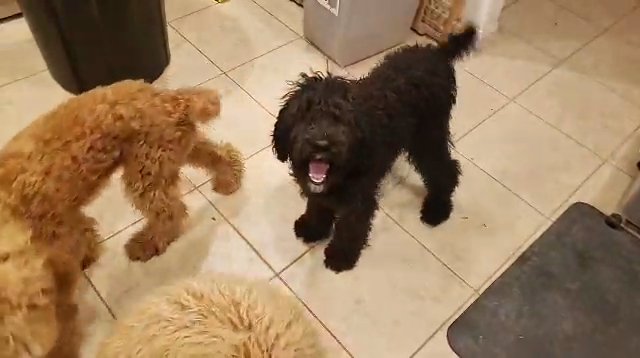 Standard Poodles in Kyle, Texas