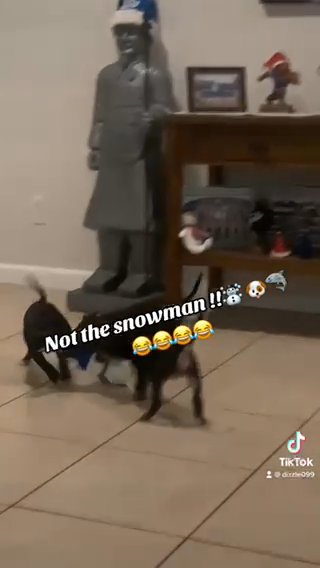 Bull Terrier in Los Angeles, California