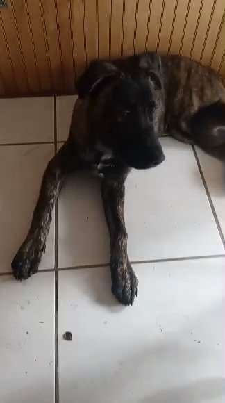 Germán shepherd/ Kelpie mix 7 months old in Houston, Texas