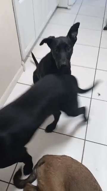 Kelpie/Germán shepherd mix 7 months in Houston, Texas