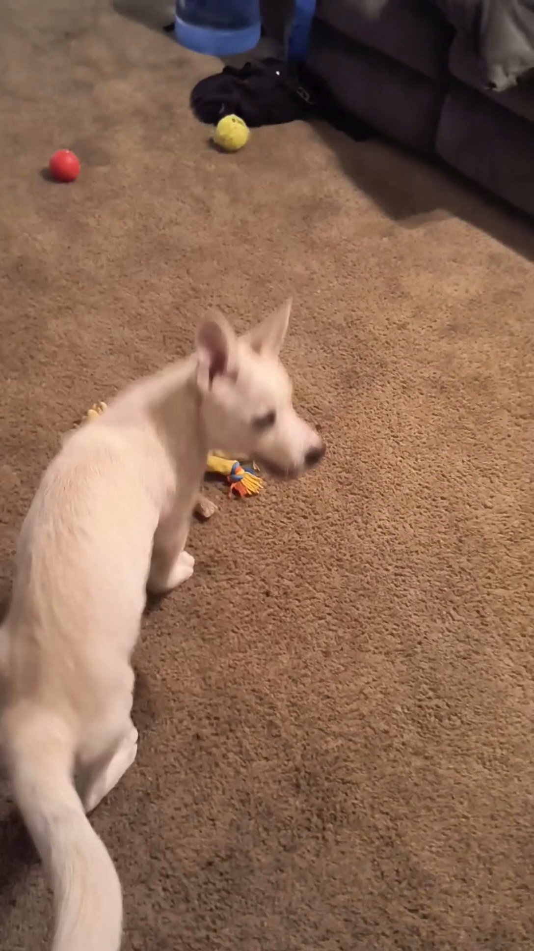 Husky in Phoenix, Arizona