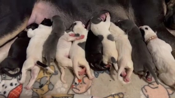 Tan Point Showing Piebald Great Danes in Lafayette, Indiana