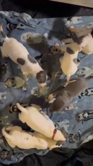 Tan Point Showing Great Danes in Lafayette, Indiana