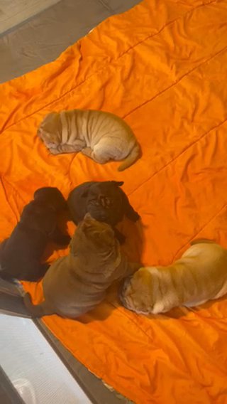 Shar Pei Puppies in Cypress Gardens, Florida