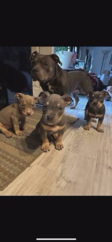 American Bullies Pocket/Standards in Milford, Delaware