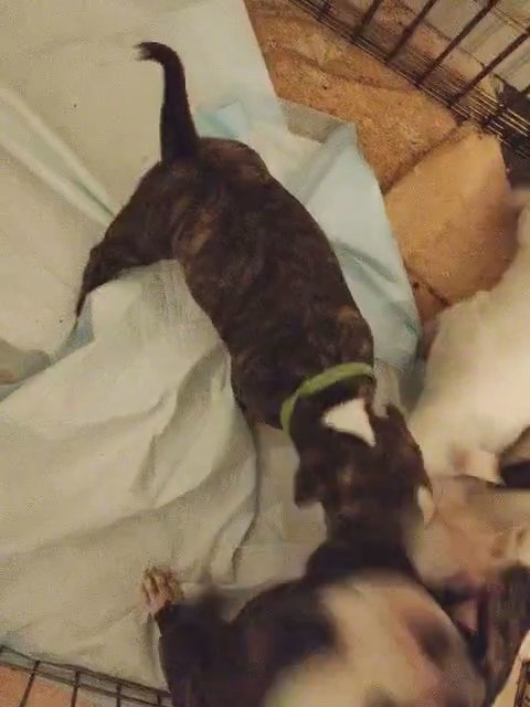 pitbull puppies in Florida City, Florida