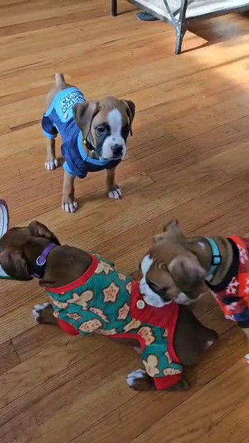 AKC Boxer Puppies in Syracuse, New York