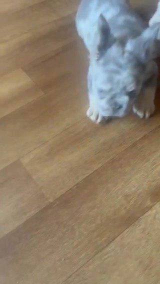 Furry Frenchies in Euclid, Ohio