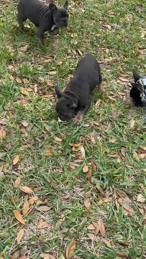 French Frenchie Bulldog (Male) in Orlando, Florida
