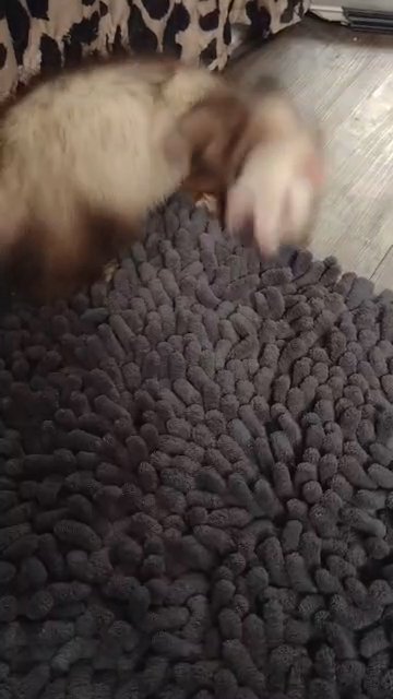 Sweet ferret looking  for loving new home in Fishers, Indiana