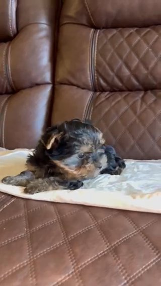Yorkie in Riverside, California