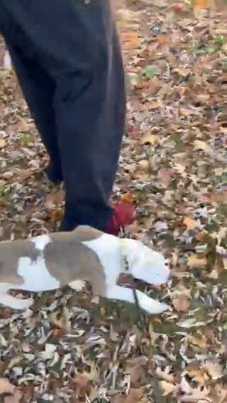 Bella ❗️IN NEED OF A HOME❗️ in Burlington (Township), New Jersey