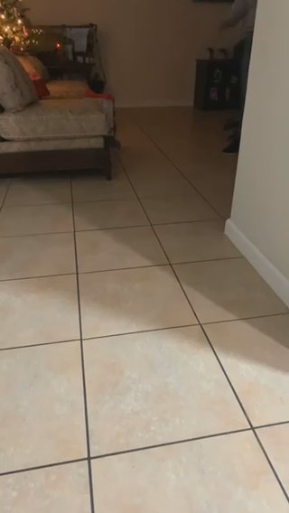 Bull Terriers in Los Angeles, California