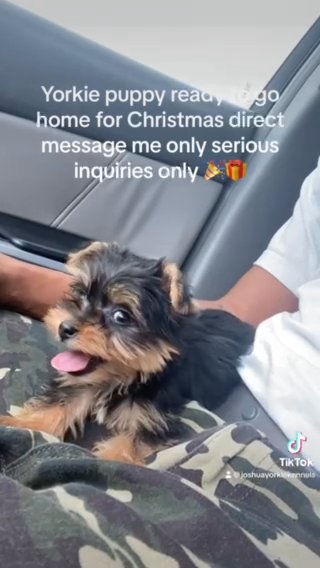 Yorkie Puppy in Houston, Texas