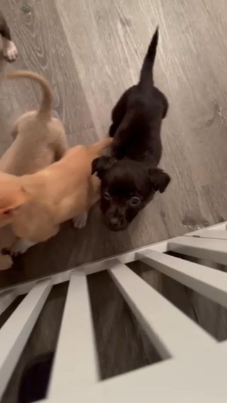 7 Week Old Pups in Charlotte, North Carolina