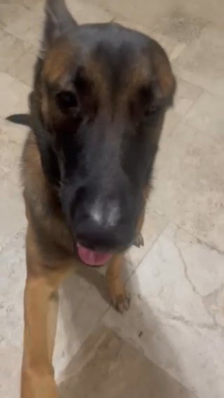 Belgian Malinois For Free in Hialeah, Florida