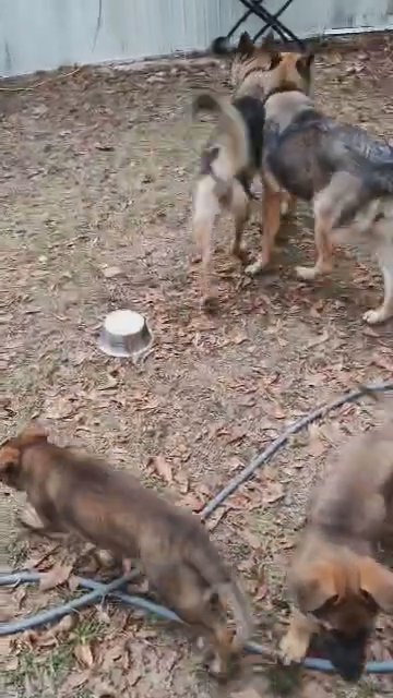 German Shepherd Dog in Crestview, Florida