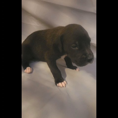 Full blooded European great Danes! in Danville, Virginia
