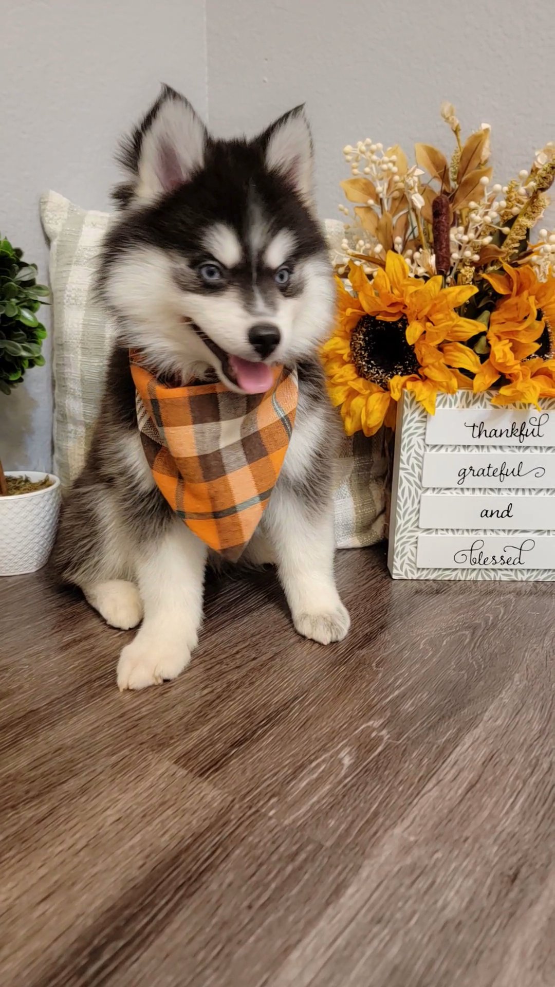 Female Pomsky in San Diego, California