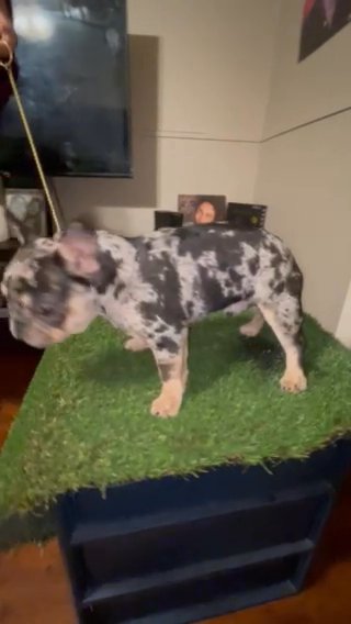 19lb Male Merle in Irving, Texas