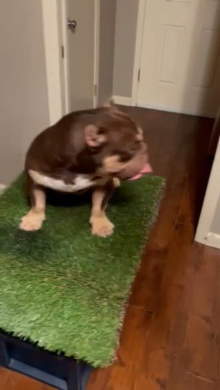 American Bully in Irving, Texas
