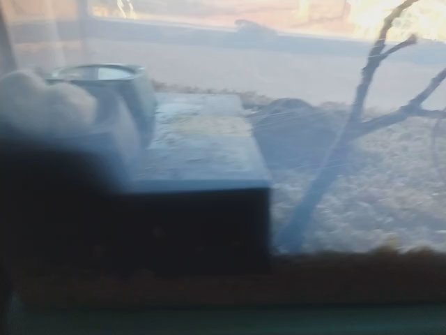mice in Topeka, Kansas