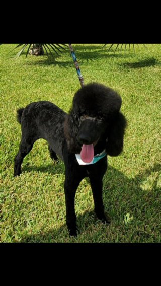 AKC Standard Poodle in Lehigh Acres, Florida