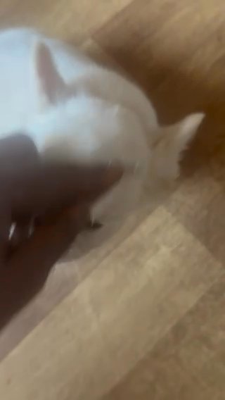 Fluffy Renchies! in Euclid, Ohio
