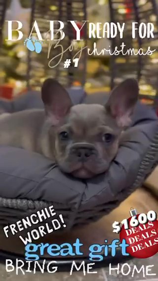 French Bulldog in Queen Creek, Arizona