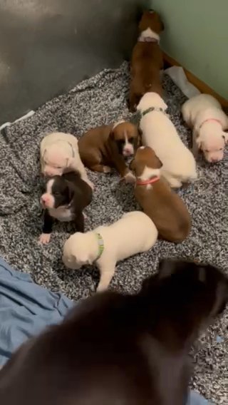 Full Boxer Puppies in Lafayette, Indiana