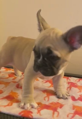 Fawn Male Frenchie in Salisbury, Maryland