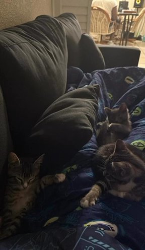 3 Kittens in Coral Springs, Florida