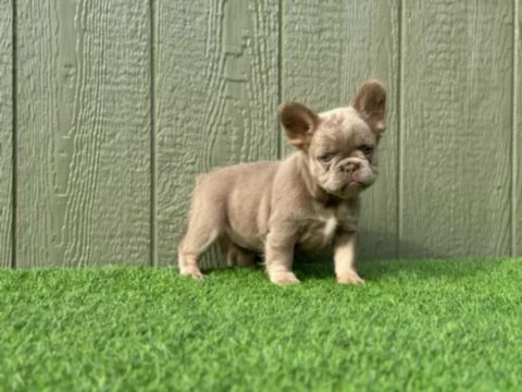 French bulldog in Ocala, Florida