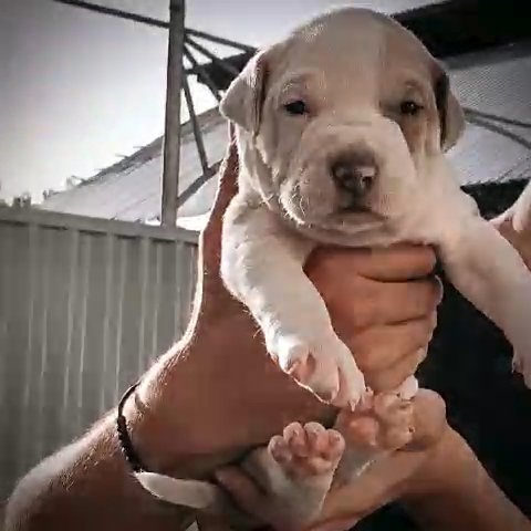 American pitbull in New York City, New York