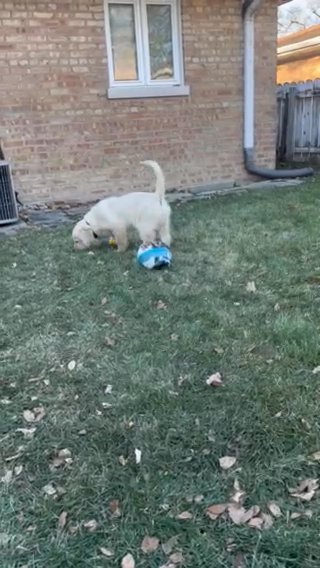 Golden Retriever in Lansing, Illinois