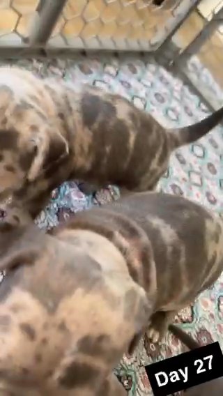 XL American Bully X Blue Razor Edge Pitbull 617 905 6262 in Milton, Massachusetts