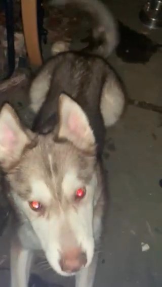 Beautiful Brown And White Husky in New York City, New York