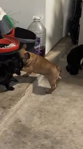 Frenchie in Houston, Texas