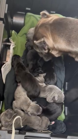 Cane Corso Puppies Just Born in Palmetto, Florida