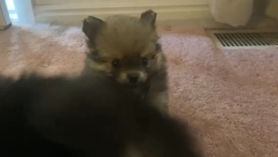 Toy Pomeranians in Provo, Utah