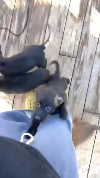 Dark Green Boy in Jonesboro, Arkansas