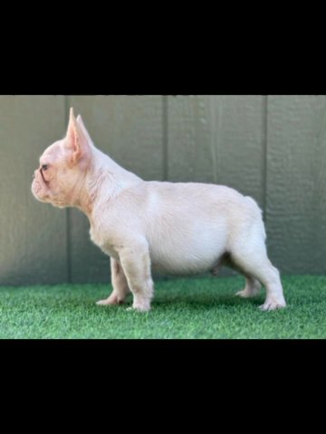 French bulldog in Orlando, Florida