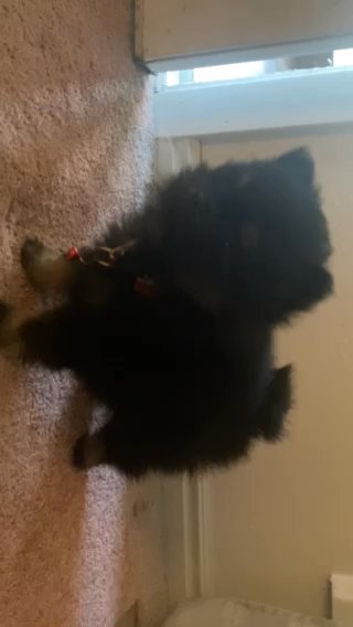 Toy Pomeranian in Provo, Utah