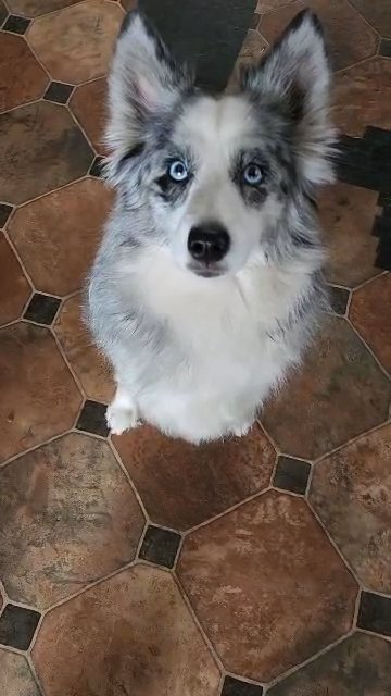 Pomsky female in Grand Rapids, Michigan